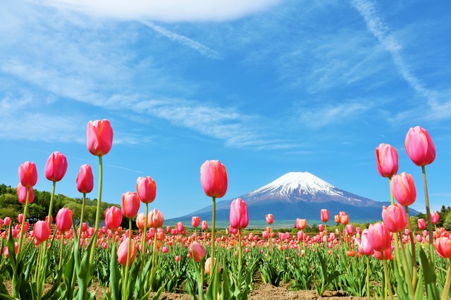 富士山周辺のおすすめ観光スポット